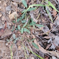 Grona varians (Slender Tick-Trefoil) at Cooleman Ridge - 14 Dec 2023 by BethanyDunne