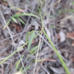 Grona varians at Cooleman Ridge - 14 Dec 2023