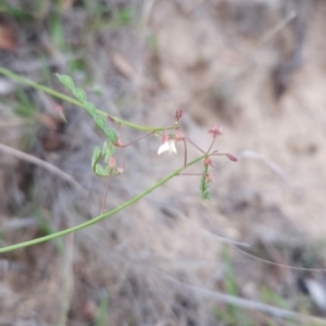 Grona varians at Cooleman Ridge - 14 Dec 2023