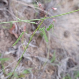 Grona varians at Cooleman Ridge - 14 Dec 2023