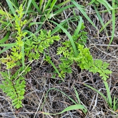 Cheilanthes sieberi subsp. sieberi (Narrow Rock Fern) at Cooleman Ridge - 14 Dec 2023 by BethanyDunne