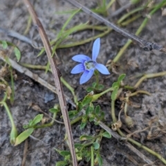 Isotoma fluviatilis subsp. australis (Swamp Isotome) at Table Top, NSW - 14 Dec 2023 by Darcy