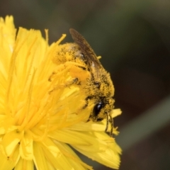 Lasioglossum (Chilalictus) sp. (genus & subgenus) (Halictid bee) at Croke Place Grassland (CPG) - 12 Dec 2023 by kasiaaus