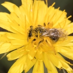 Lasioglossum (Chilalictus) sp. (genus & subgenus) at McKellar, ACT - 13 Dec 2023 10:02 AM