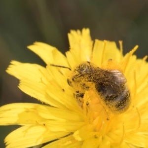 Lasioglossum (Chilalictus) sp. (genus & subgenus) at McKellar, ACT - 13 Dec 2023 10:02 AM