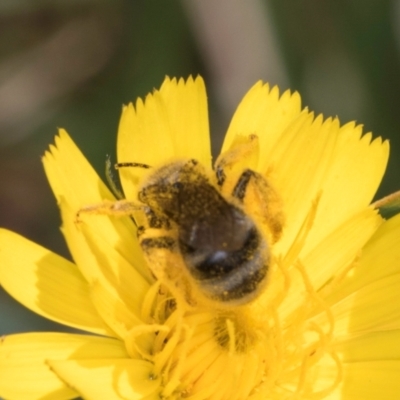 Lasioglossum (Chilalictus) sp. (genus & subgenus) (Halictid bee) at Croke Place Grassland (CPG) - 12 Dec 2023 by kasiaaus