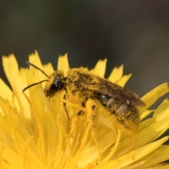 Lasioglossum (Chilalictus) sp. (genus & subgenus) (Halictid bee) at McKellar, ACT - 12 Dec 2023 by kasiaaus