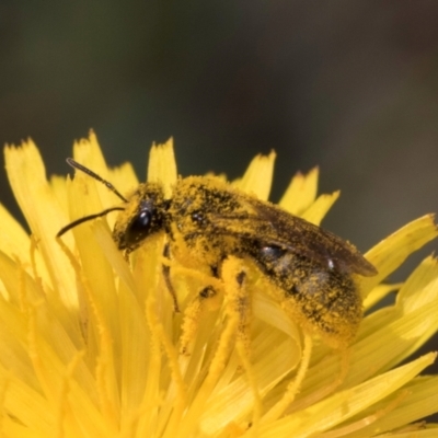 Lasioglossum (Chilalictus) sp. (genus & subgenus) (Halictid bee) at McKellar, ACT - 13 Dec 2023 by kasiaaus