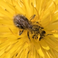 Lasioglossum (Chilalictus) sp. (genus & subgenus) at Croke Place Grassland (CPG) - 13 Dec 2023