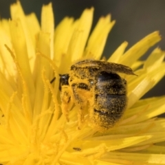 Lasioglossum (Chilalictus) sp. (genus & subgenus) at Croke Place Grassland (CPG) - 13 Dec 2023