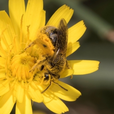 Lasioglossum (Chilalictus) sp. (genus & subgenus) (Halictid bee) at McKellar, ACT - 12 Dec 2023 by kasiaaus