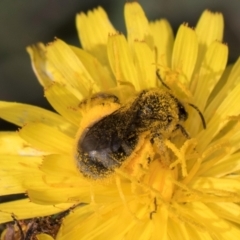 Lasioglossum (Chilalictus) sp. (genus & subgenus) at McKellar, ACT - 13 Dec 2023