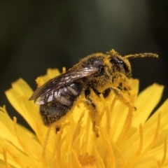 Lasioglossum (Chilalictus) sp. (genus & subgenus) (Halictid bee) at Croke Place Grassland (CPG) - 12 Dec 2023 by kasiaaus