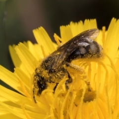 Lasioglossum (Chilalictus) sp. (genus & subgenus) at McKellar, ACT - 13 Dec 2023