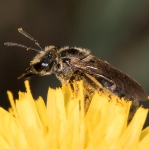 Lasioglossum (Chilalictus) sp. (genus & subgenus) at McKellar, ACT - 13 Dec 2023 10:08 AM