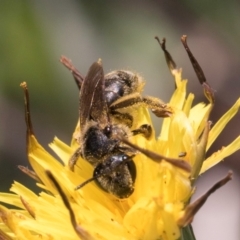 Lasioglossum (Chilalictus) sp. (genus & subgenus) at McKellar, ACT - 13 Dec 2023 10:08 AM