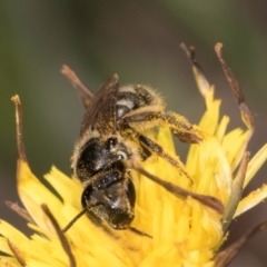 Lasioglossum (Chilalictus) sp. (genus & subgenus) at McKellar, ACT - 13 Dec 2023 10:08 AM