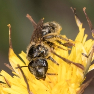 Lasioglossum (Chilalictus) sp. (genus & subgenus) at McKellar, ACT - 13 Dec 2023 10:08 AM