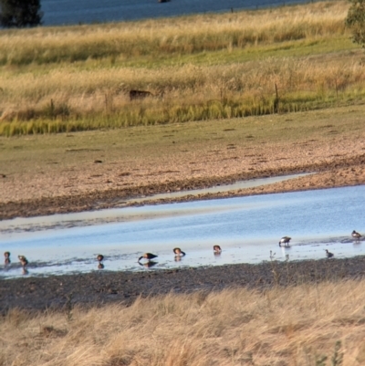 Tadorna tadornoides (Australian Shelduck) at Table Top, NSW - 14 Dec 2023 by Darcy