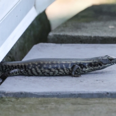 Eulamprus quoyii (Eastern Water Skink) at Maddens Plains, NSW - 14 Dec 2023 by AlisonMilton