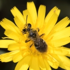 Lasioglossum (Chilalictus) sp. (genus & subgenus) (Halictid bee) at McKellar, ACT - 12 Dec 2023 by kasiaaus