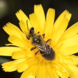 Lasioglossum (Chilalictus) sp. (genus & subgenus) at McKellar, ACT - 13 Dec 2023 10:10 AM