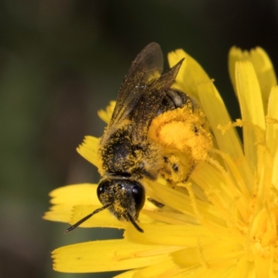 Lasioglossum (Chilalictus) sp. (genus & subgenus) (Halictid bee) at McKellar, ACT - 12 Dec 2023 by kasiaaus