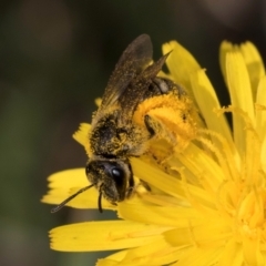 Lasioglossum (Chilalictus) sp. (genus & subgenus) at McKellar, ACT - 13 Dec 2023 10:11 AM