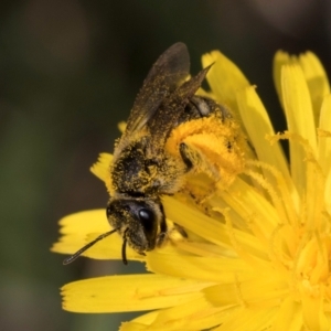 Lasioglossum (Chilalictus) sp. (genus & subgenus) at McKellar, ACT - 13 Dec 2023 10:11 AM