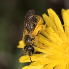 Lasioglossum (Chilalictus) sp. (genus & subgenus) at McKellar, ACT - 13 Dec 2023 10:11 AM