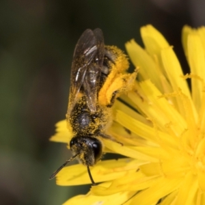 Lasioglossum (Chilalictus) sp. (genus & subgenus) at Croke Place Grassland (CPG) - 13 Dec 2023