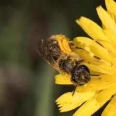 Lasioglossum (Chilalictus) sp. (genus & subgenus) at McKellar, ACT - 13 Dec 2023 10:11 AM