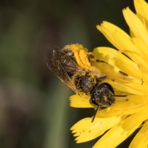 Lasioglossum (Chilalictus) sp. (genus & subgenus) at McKellar, ACT - 13 Dec 2023 10:11 AM