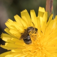 Lasioglossum (Chilalictus) sp. (genus & subgenus) (Halictid bee) at McKellar, ACT - 13 Dec 2023 by kasiaaus