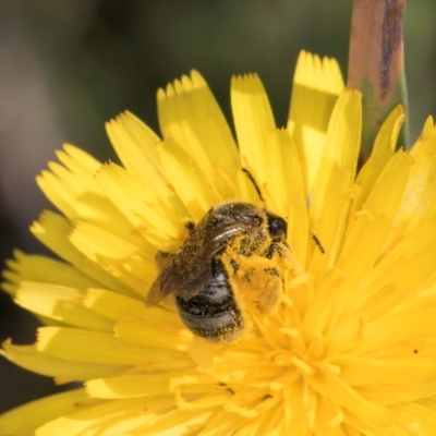 Lasioglossum (Chilalictus) sp. (genus & subgenus) (Halictid bee) at McKellar, ACT - 12 Dec 2023 by kasiaaus