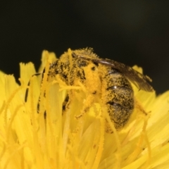 Lasioglossum (Chilalictus) sp. (genus & subgenus) (Halictid bee) at McKellar, ACT - 13 Dec 2023 by kasiaaus