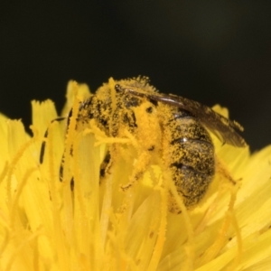 Lasioglossum (Chilalictus) sp. (genus & subgenus) at Croke Place Grassland (CPG) - 13 Dec 2023