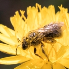 Lasioglossum (Chilalictus) sp. (genus & subgenus) at McKellar, ACT - 13 Dec 2023 10:15 AM