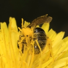 Lasioglossum (Chilalictus) sp. (genus & subgenus) at McKellar, ACT - 13 Dec 2023 10:15 AM