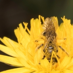 Lasioglossum (Chilalictus) sp. (genus & subgenus) at Croke Place Grassland (CPG) - 13 Dec 2023