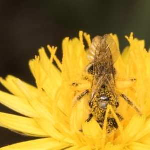 Lasioglossum (Chilalictus) sp. (genus & subgenus) at McKellar, ACT - 13 Dec 2023 10:15 AM