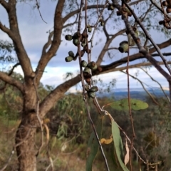 Eucalyptus nortonii (Large-flowered Bundy) at Mount Taylor - 13 Dec 2023 by LPadg