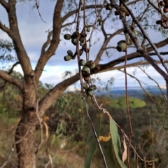 Eucalyptus nortonii (Mealy Bundy) at Mount Taylor - 14 Dec 2023 by LPadg