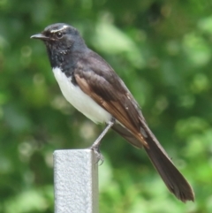 Rhipidura leucophrys (Willie Wagtail) at Narrabundah, ACT - 11 Dec 2023 by RobParnell