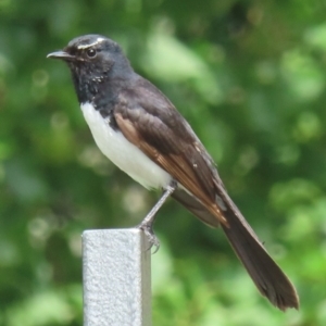 Rhipidura leucophrys at Narrabundah, ACT - 11 Dec 2023