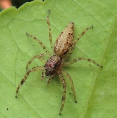 Helpis minitabunda (Threatening jumping spider) at Narrabundah, ACT - 12 Dec 2023 by RobParnell