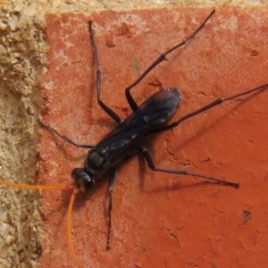 Fabriogenia sp. (genus) at Narrabundah, ACT - 13 Dec 2023