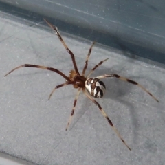 Unverified Spider at Narrabundah, ACT - 14 Dec 2023 by RobParnell
