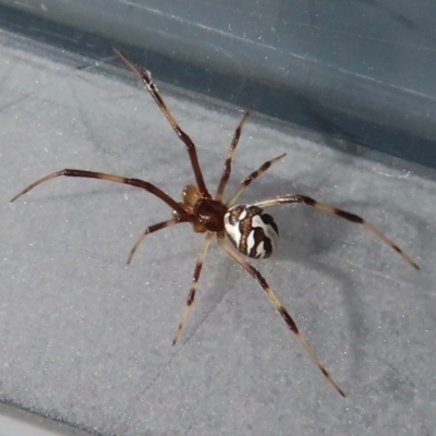 Unidentified Spider (Araneae) at Narrabundah, ACT - 14 Dec 2023 by RobParnell