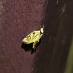 Cosmaresta anarrecta (A Concealer Moth, Wingia Group) at QPRC LGA - 14 Dec 2023 by Csteele4